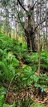 Plants: image 71 Of 208 Thumb